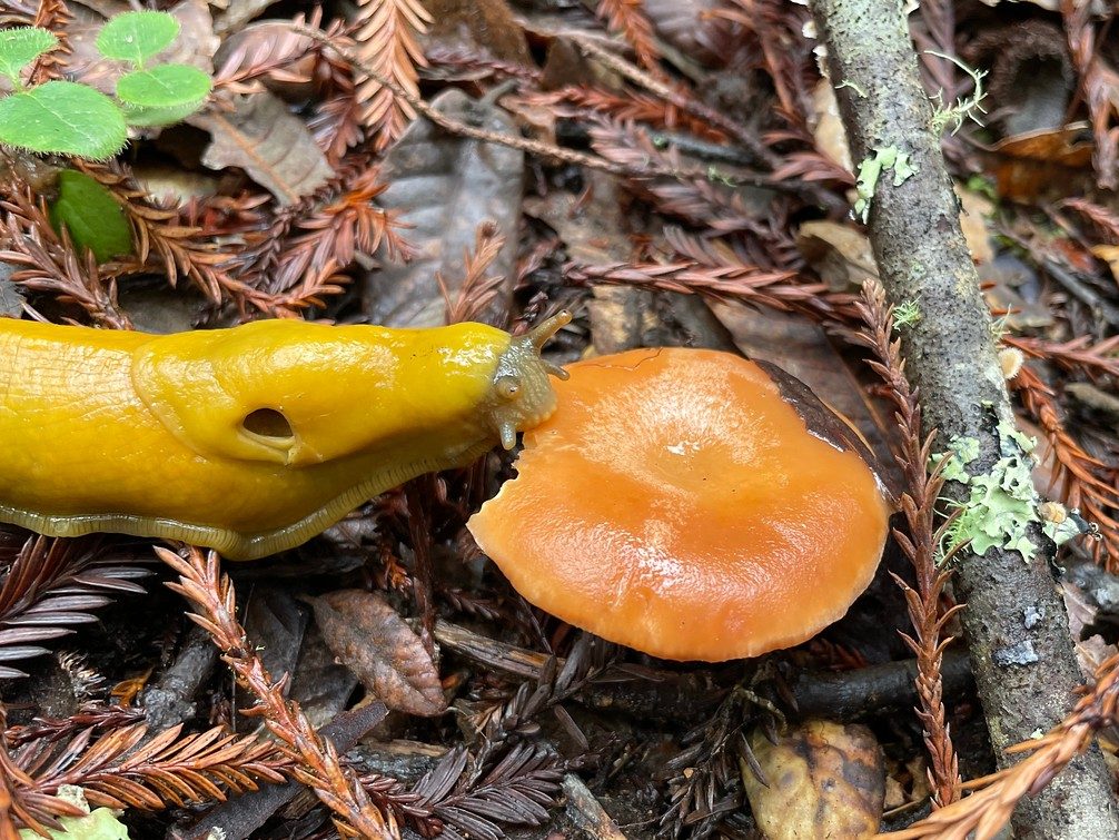It’s about fungi and banana slugs at Purisima Creek Redwoods Preserve