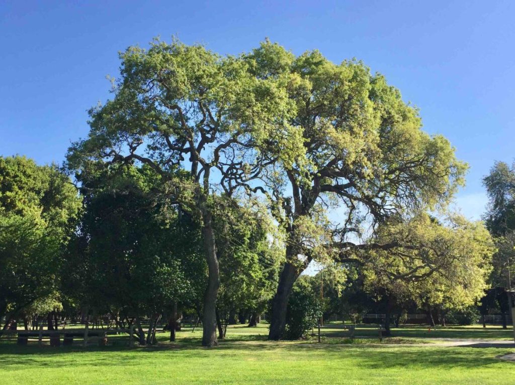 Seeking input on three playground concepts at Flood Park