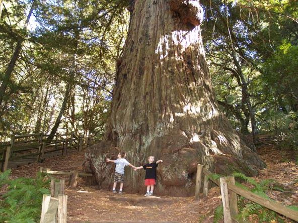 Methuselah Redwood still stands on Skyline today