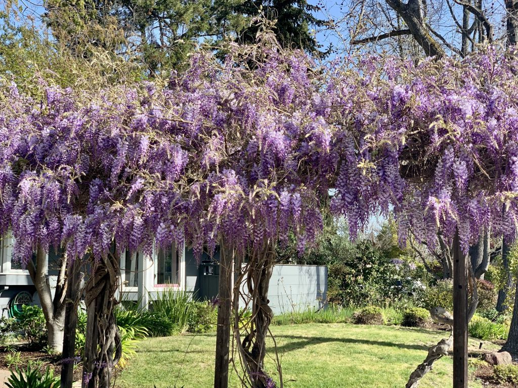 Spotted: Blooming wisteria in Vintage Oaks and The Oaks
