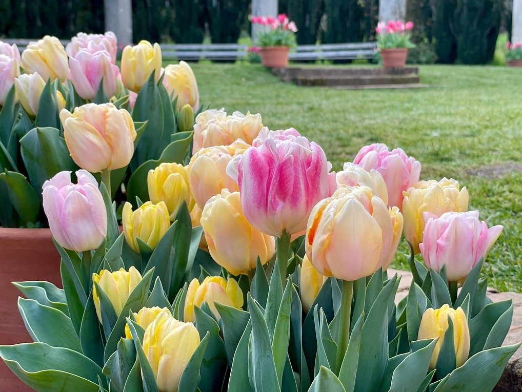 Photographer Frances Freyberg captures spring blooms at Filoli