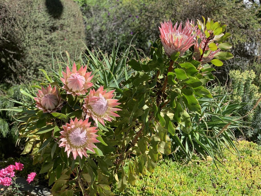 Spotted: Interesting cactus flower
