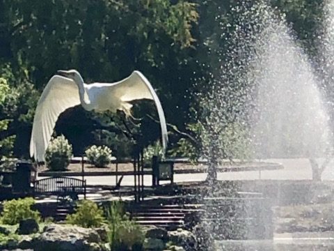 Spotted: Big bird taking flight from Sharon Park pond