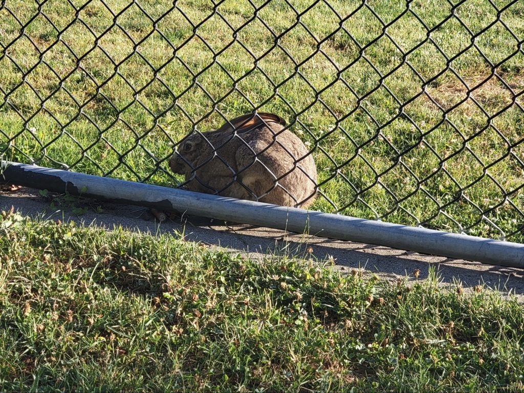 Spotted: Ball or bunny at Burgess Park