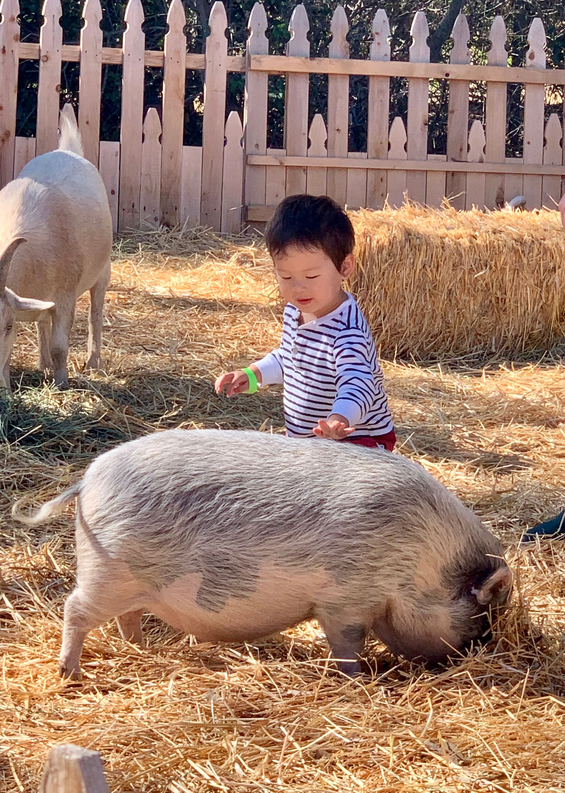 It's officially Fall — b Ranch Pumpkin Patch is open InMenlo