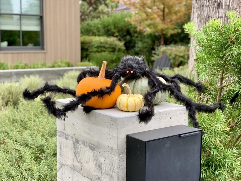 Spotted: Pumpkin-loving Halloween spider
