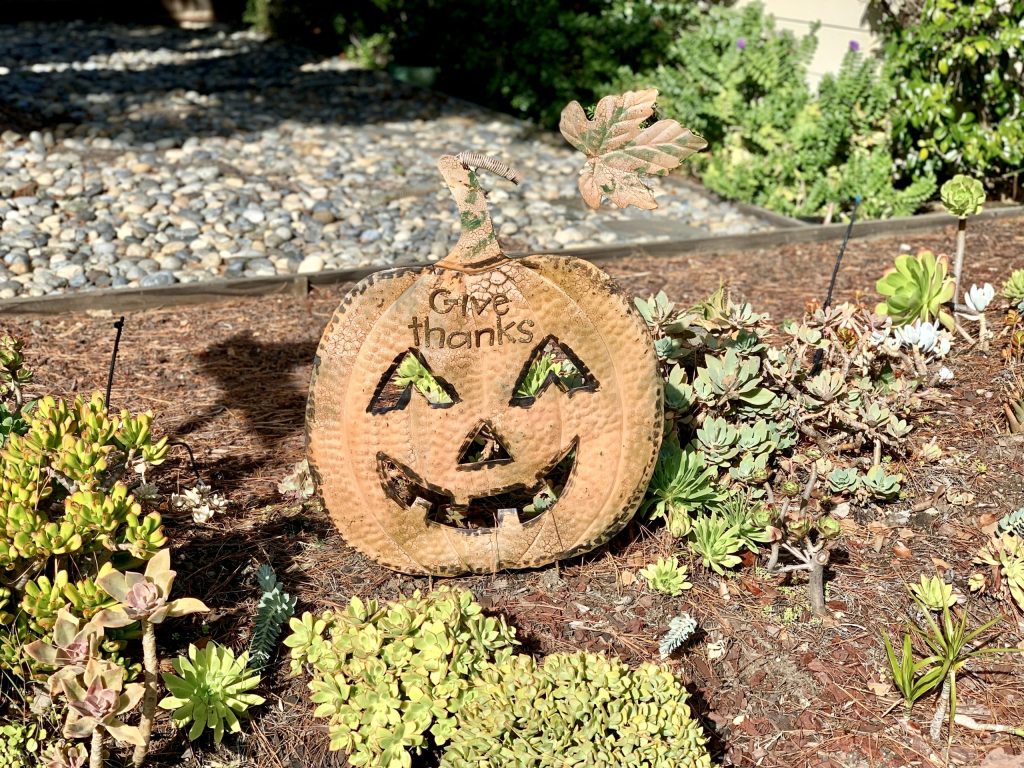 Happy Thanksgiving – much to be thankful for!