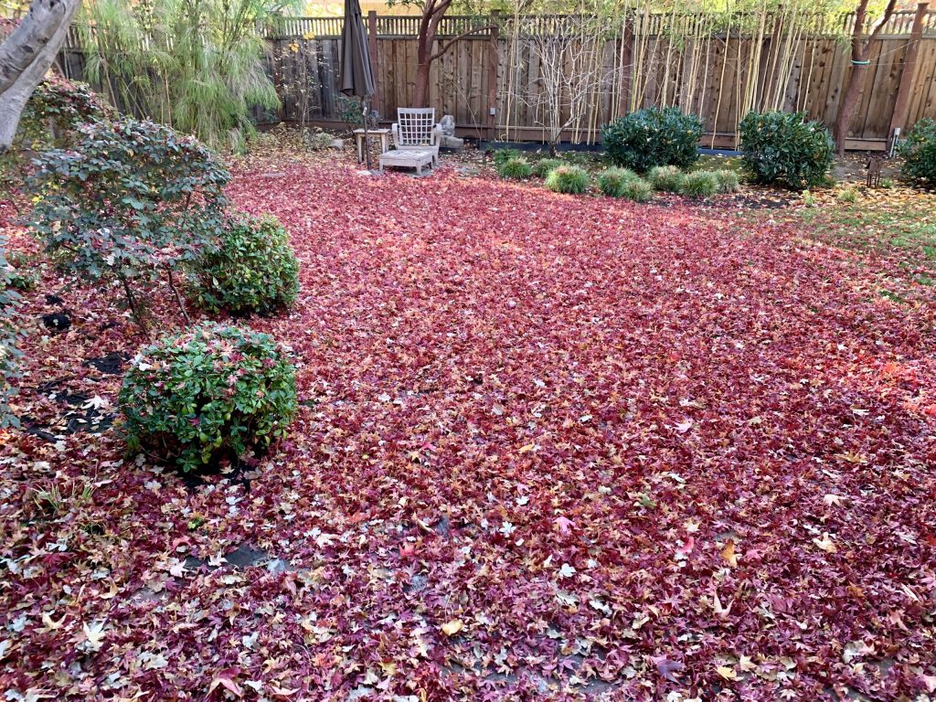 Spotted: Carpet of leaves in Menlo Park backyard