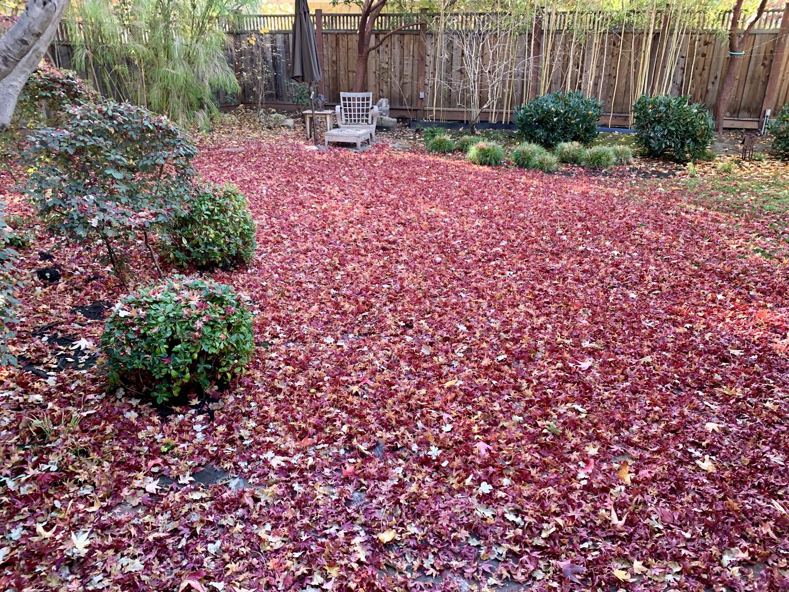 Spotted Carpet of leaves in Menlo Park backyard InMenlo
