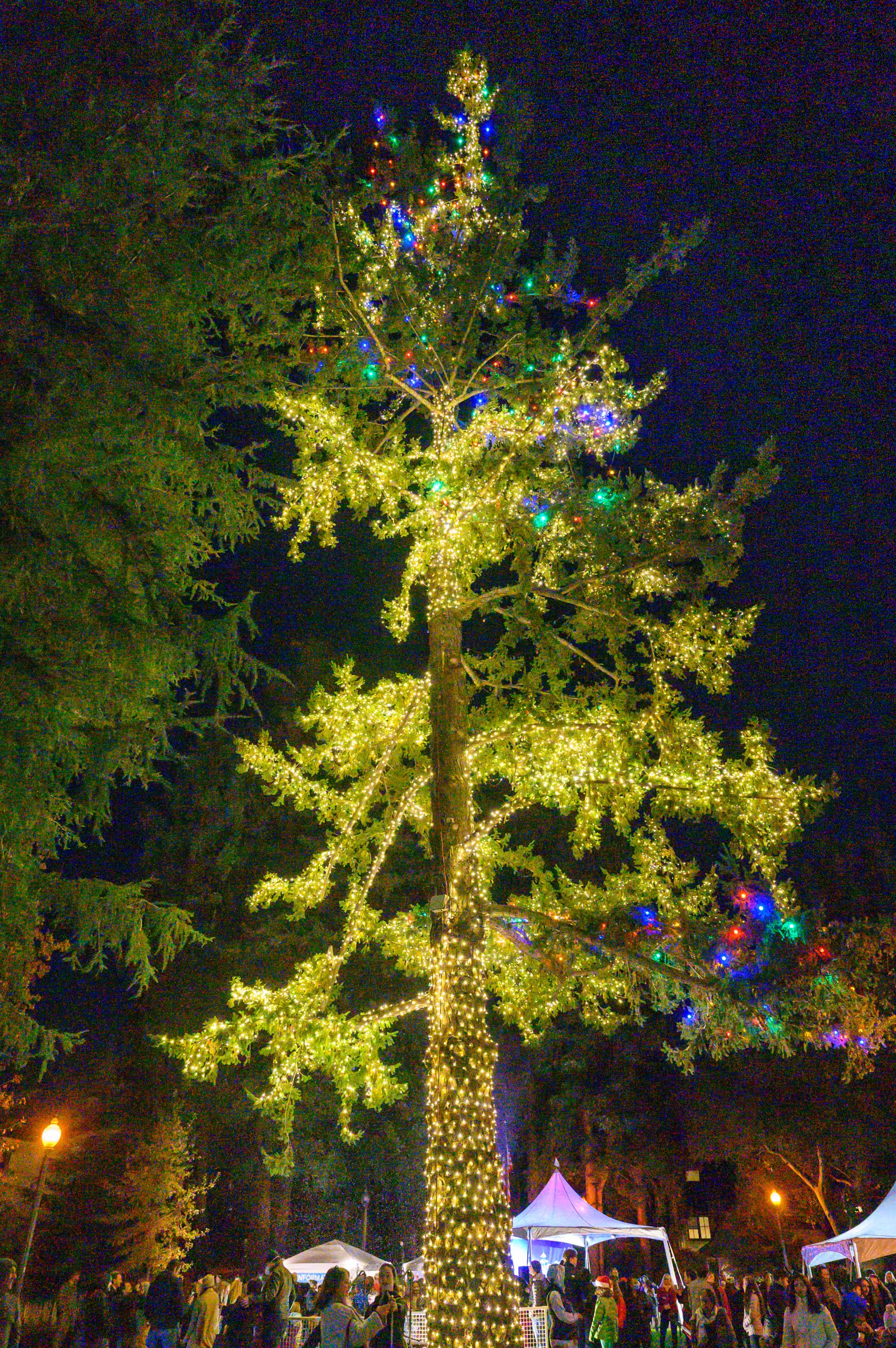 Fremont Park in Menlo Park aglow in holiday spirit InMenlo