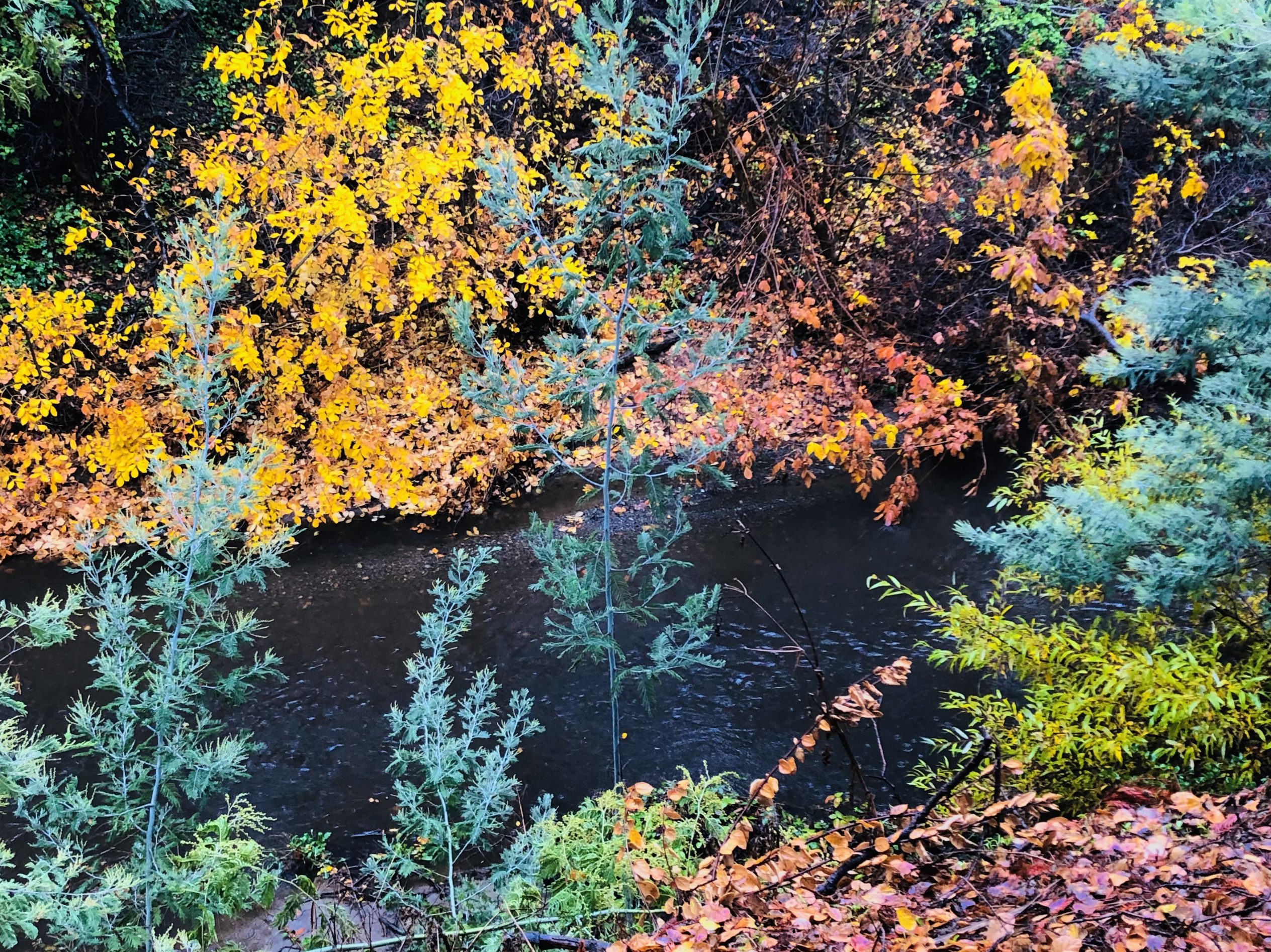 Rainy Saturday adds to the December rainfall total InMenlo