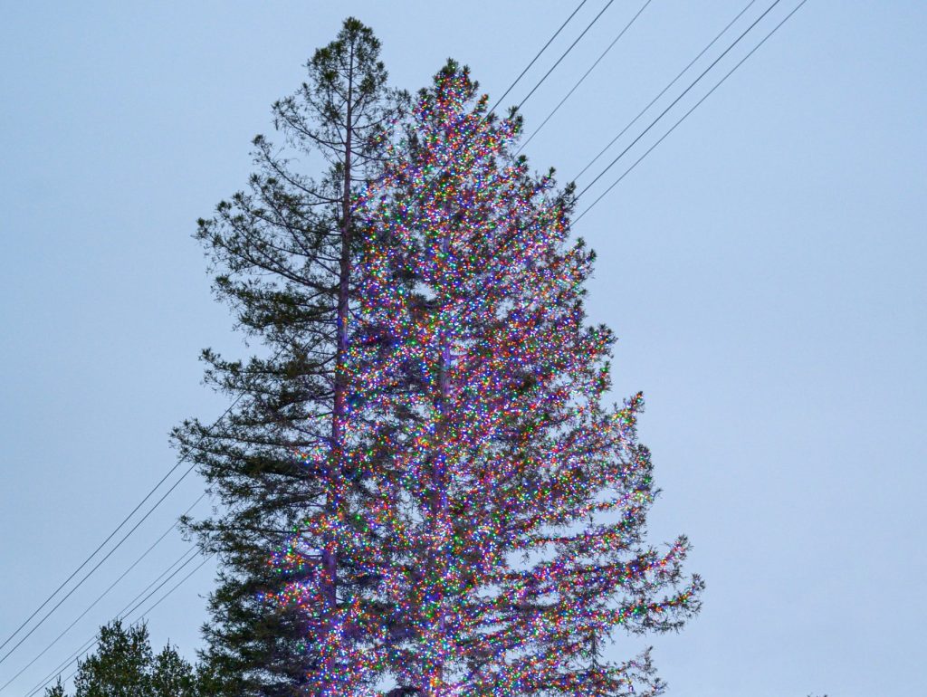 Tree with 54,000 lights now graces Santa Cruz Avenue