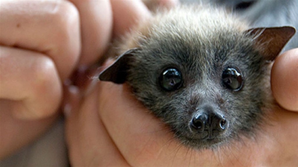 NorCal Bats will be at Belle Haven library branch on December 11