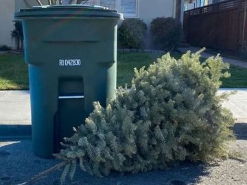 Curbside holiday tree collection and guidelines for Recology customers