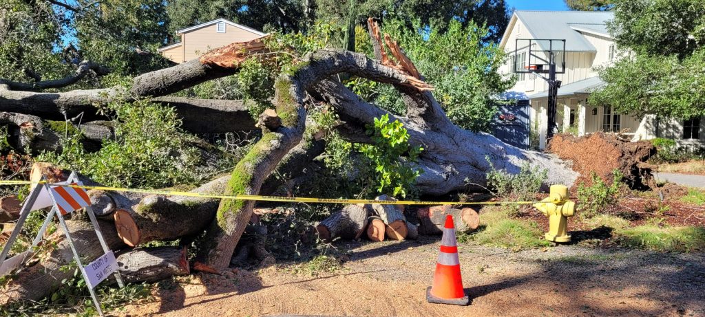 Spotted: Fallen tree in Menlo Oaks neighborhood