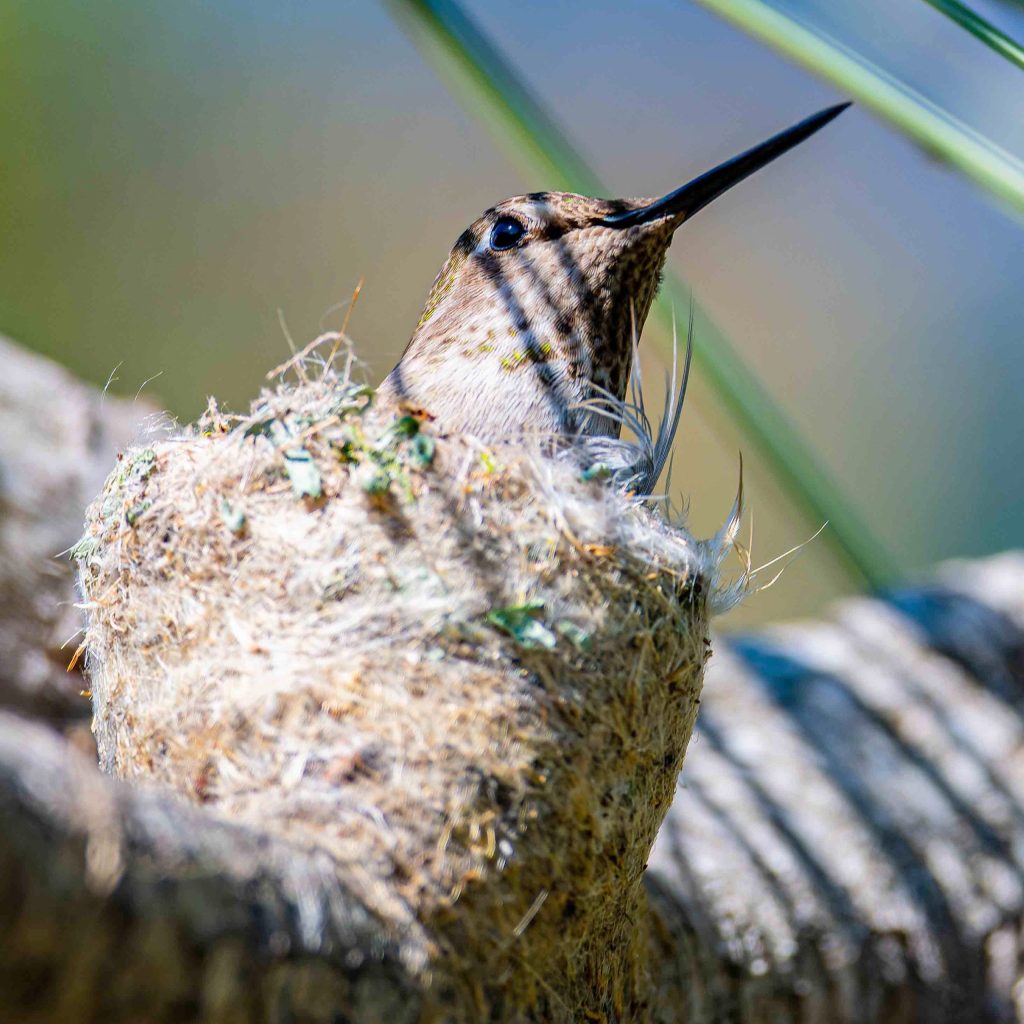 Learn why January is nest building time for Anna’s hummingbirds