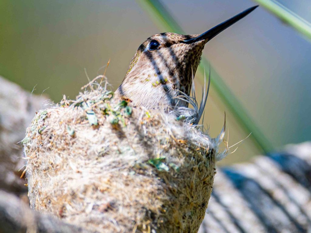 Learn why January is nest building time for Anna’s hummingbirds
