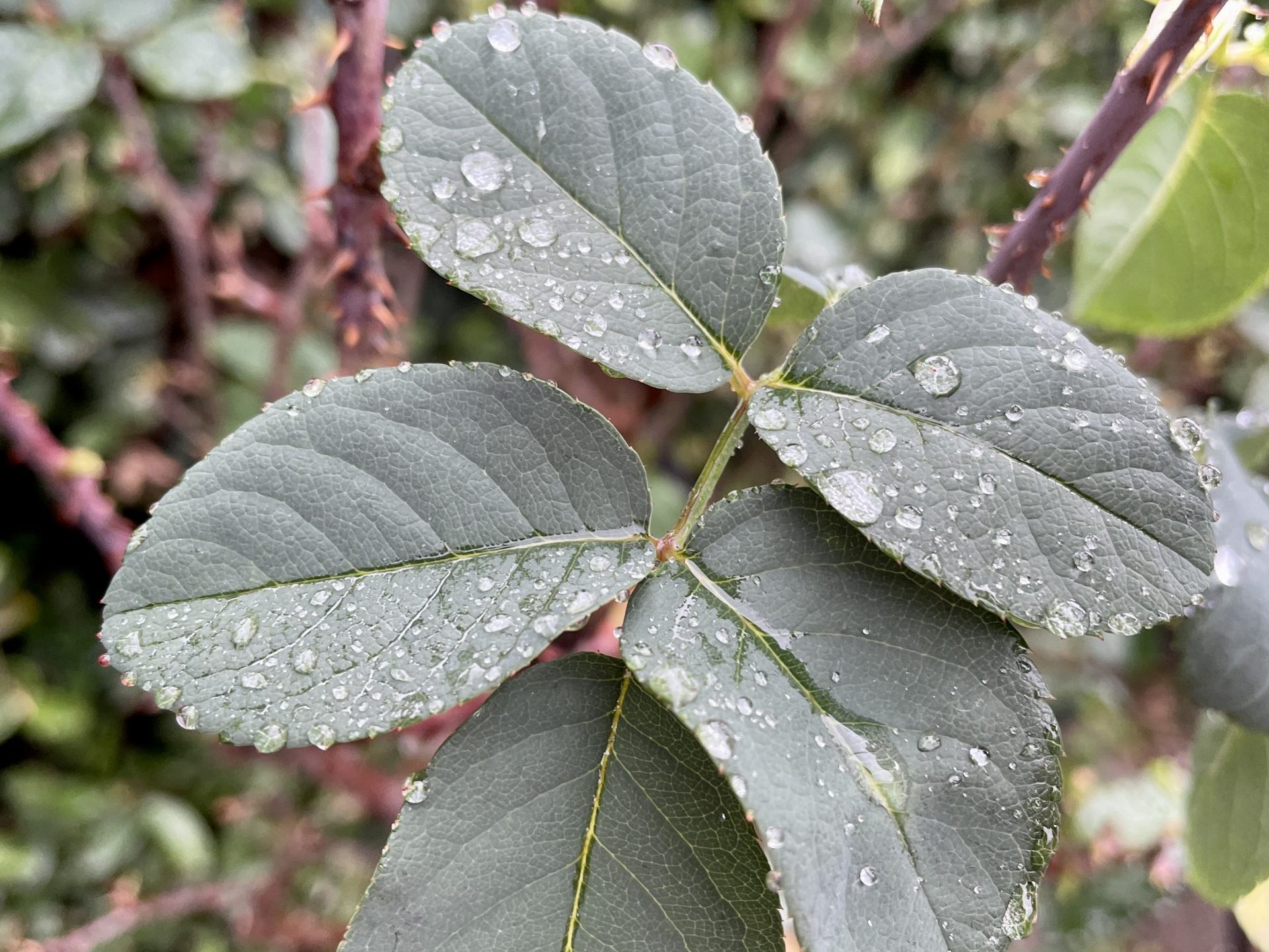 Rain, then sun — and then more rain in Menlo Park InMenlo