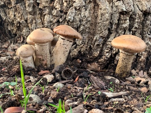 Calling all mushroom experts: What are these?
