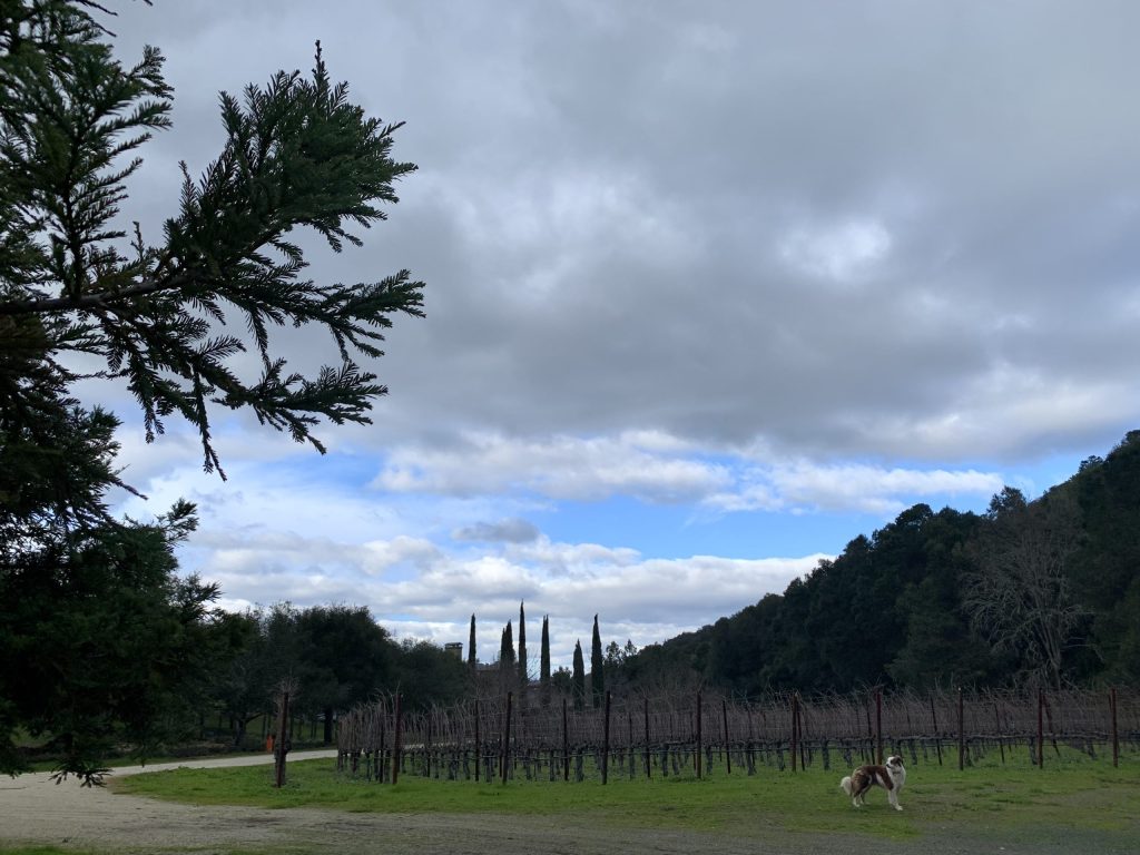 Overnight downpour adds to rain total in Menlo Park