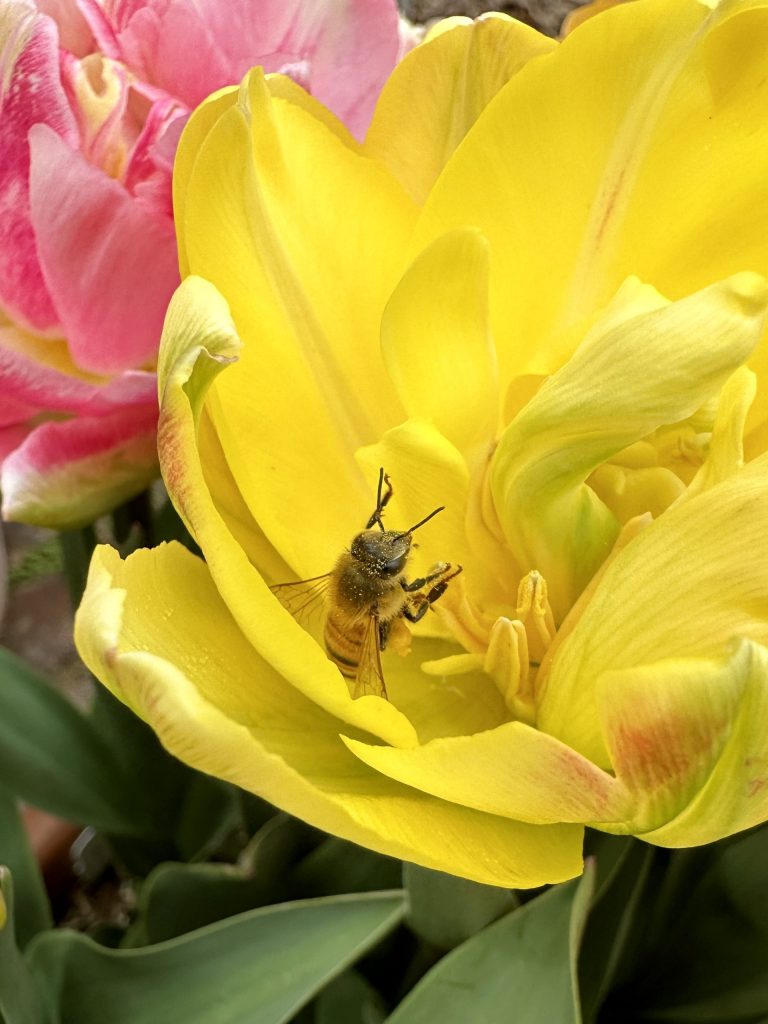 It’s tulip time at Filoli