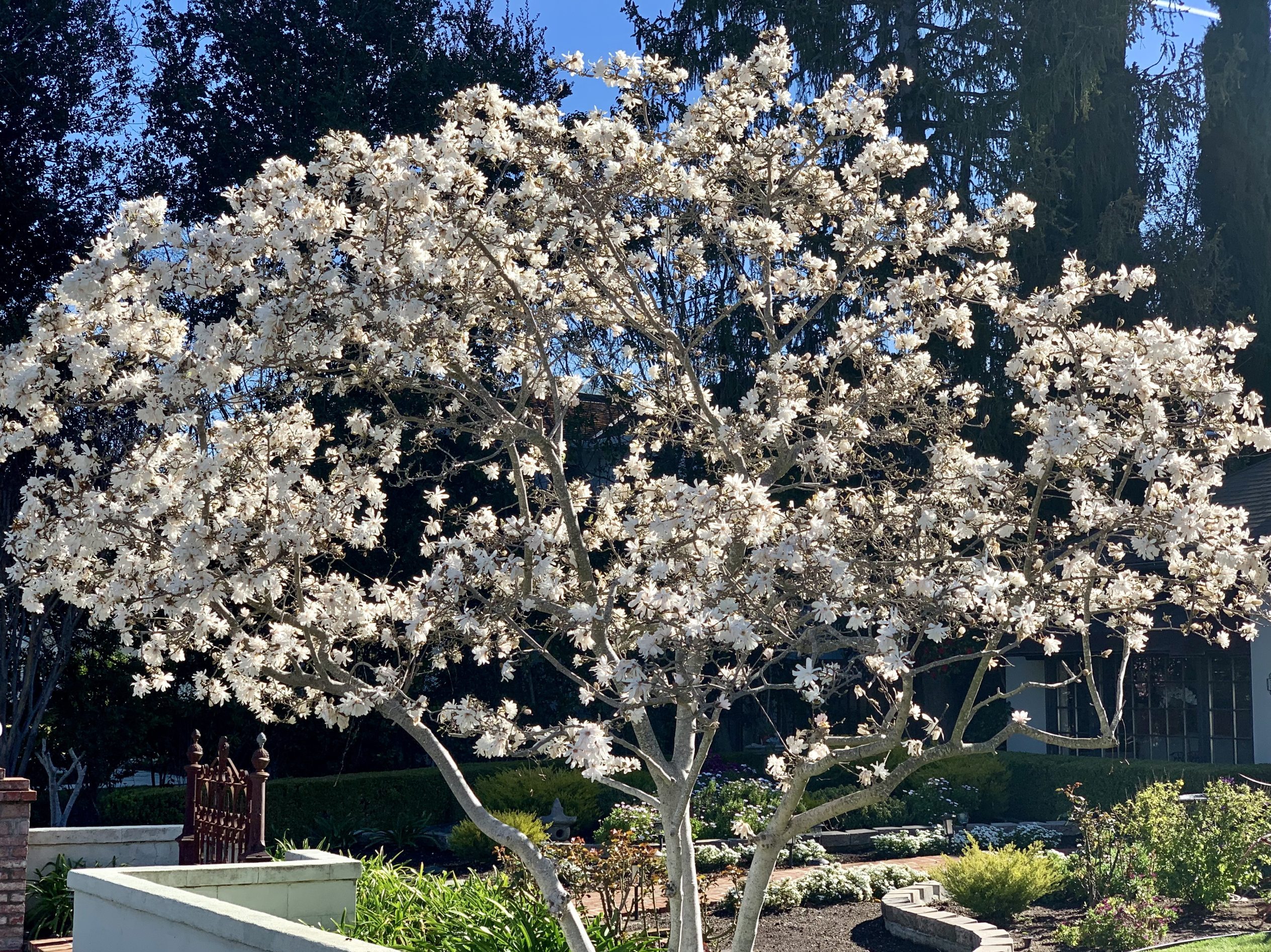 Wind, rain and sun — a little bit of everything today in Menlo Park