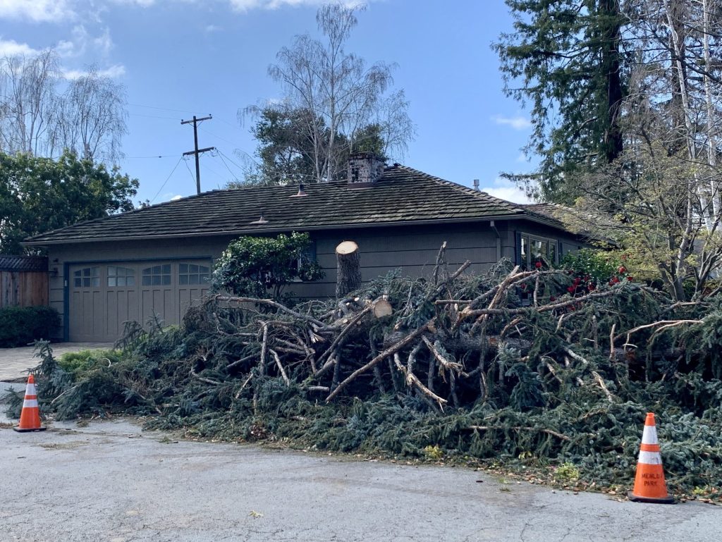 Many felled trees due to yesterday’s wind storm — power outages remain