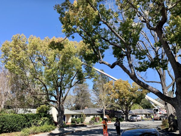 Huge crane posed to lift tree over houses on Stanford Avenue