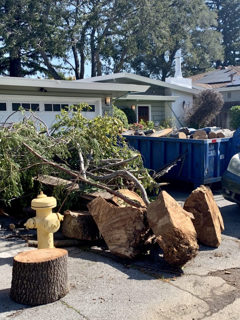 Experts weigh in on what types of tree are more prone to falling