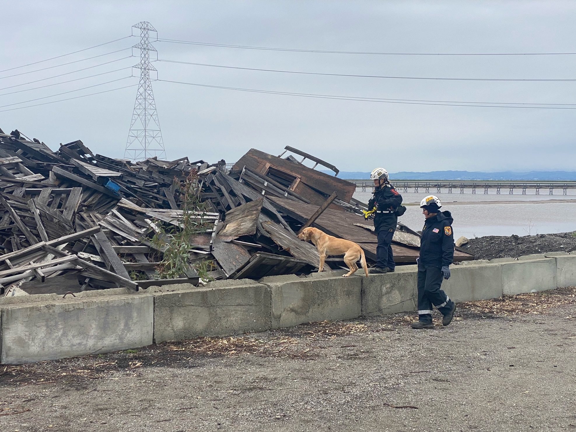 Spotted Canine in training to be rescue dog InMenlo