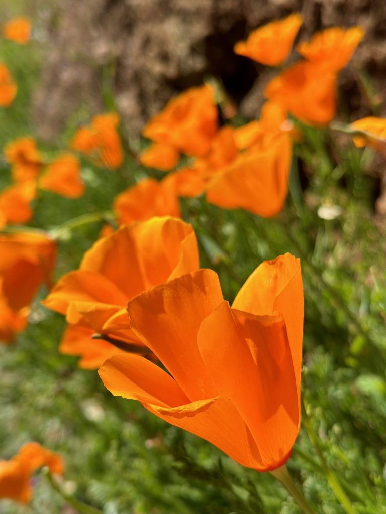 Frances Freyberg photographs waterfalls and wildflowers in Foothills Park