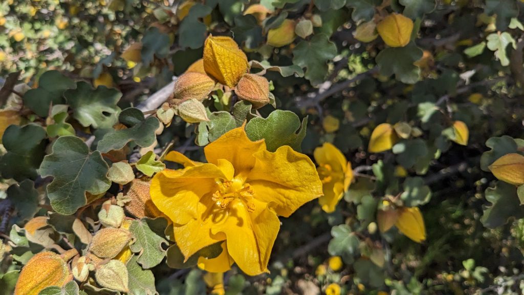 A walk on Stanford campus yields great wildflower viewing