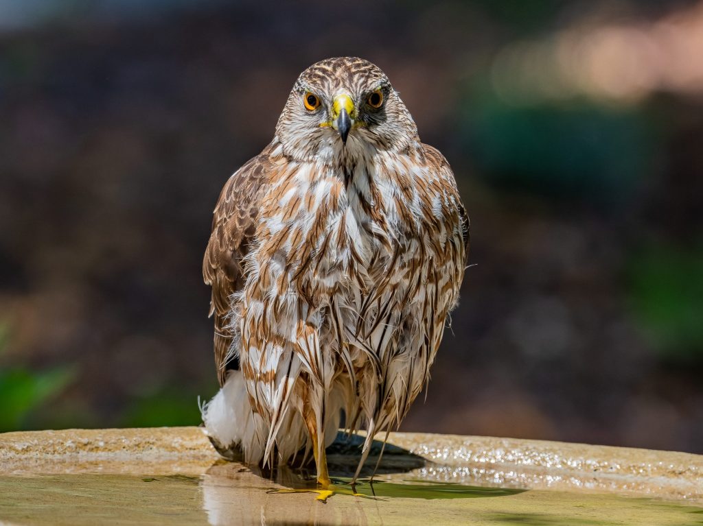 Spotted: Cooper’s hawk enjoying a bath