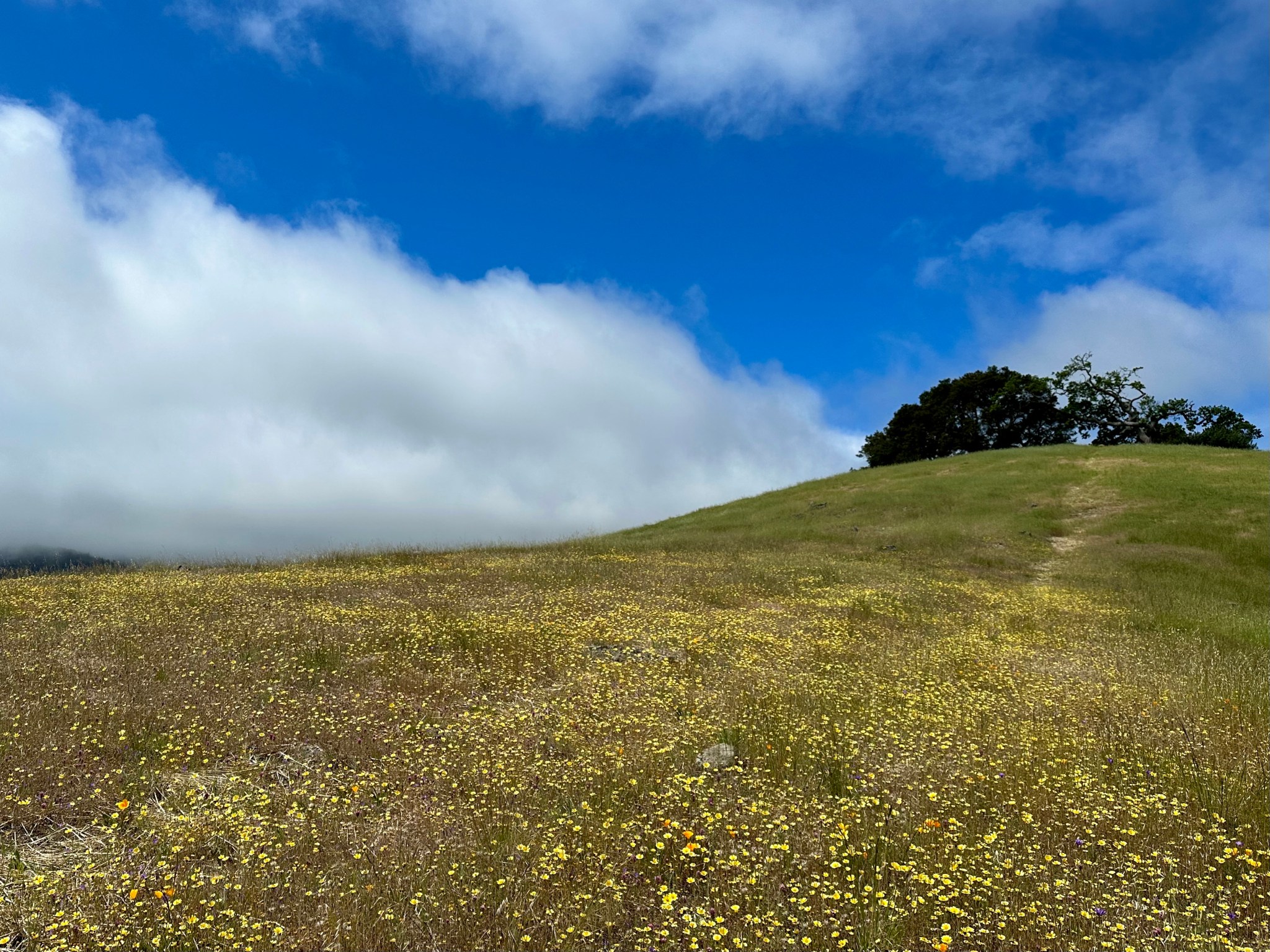 All this rain brings great wildflower show at Edgewood Park InMenlo