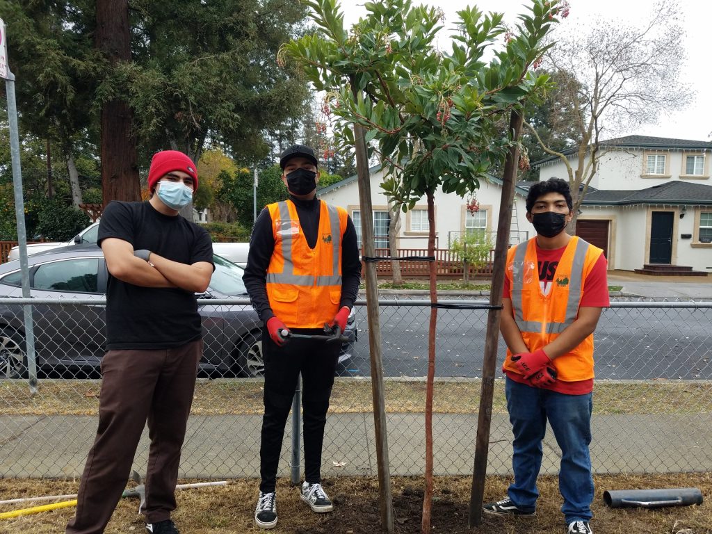 How community leaders are putting the oaks in North Fair Oaks