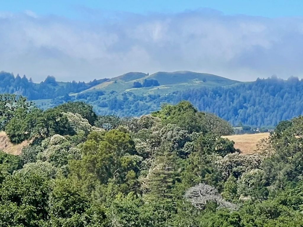 Spotted: Windy Hill sporting its spring green