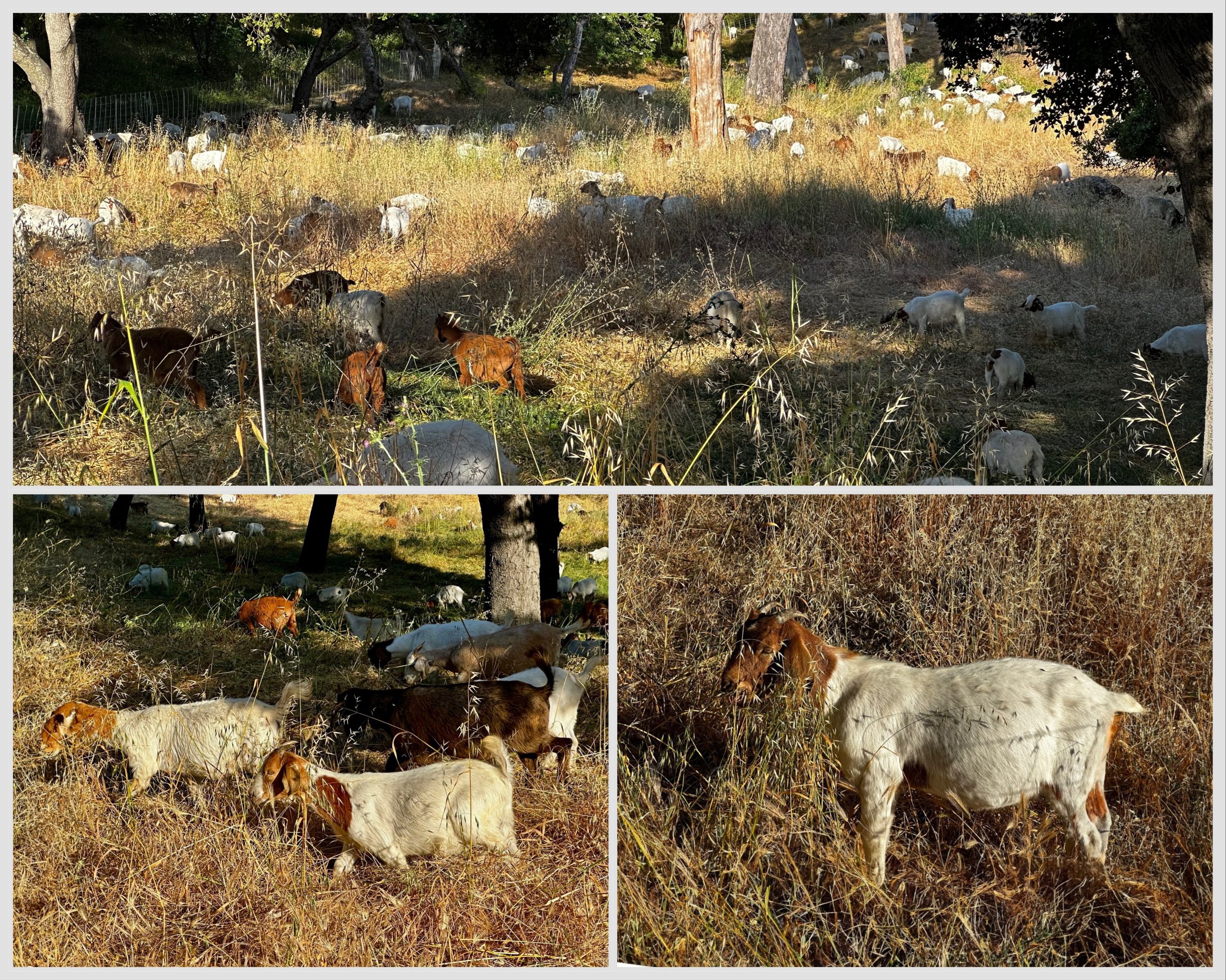 Spotted: Goats now chomping away at Sharon Park - InMenlo
