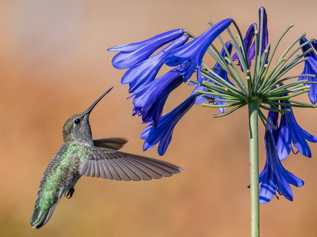 Photographer Rick Morris heads to Filoli in search of hummingbirds and zinnia