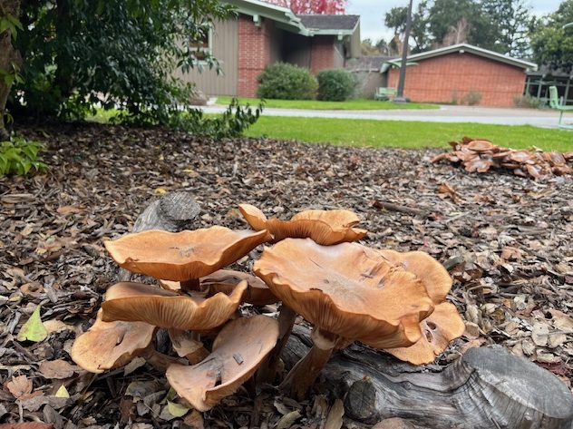 Spotted: Honey mushrooms around Menlo Park