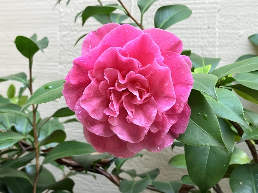 Spotted: First of the season camellia bloom