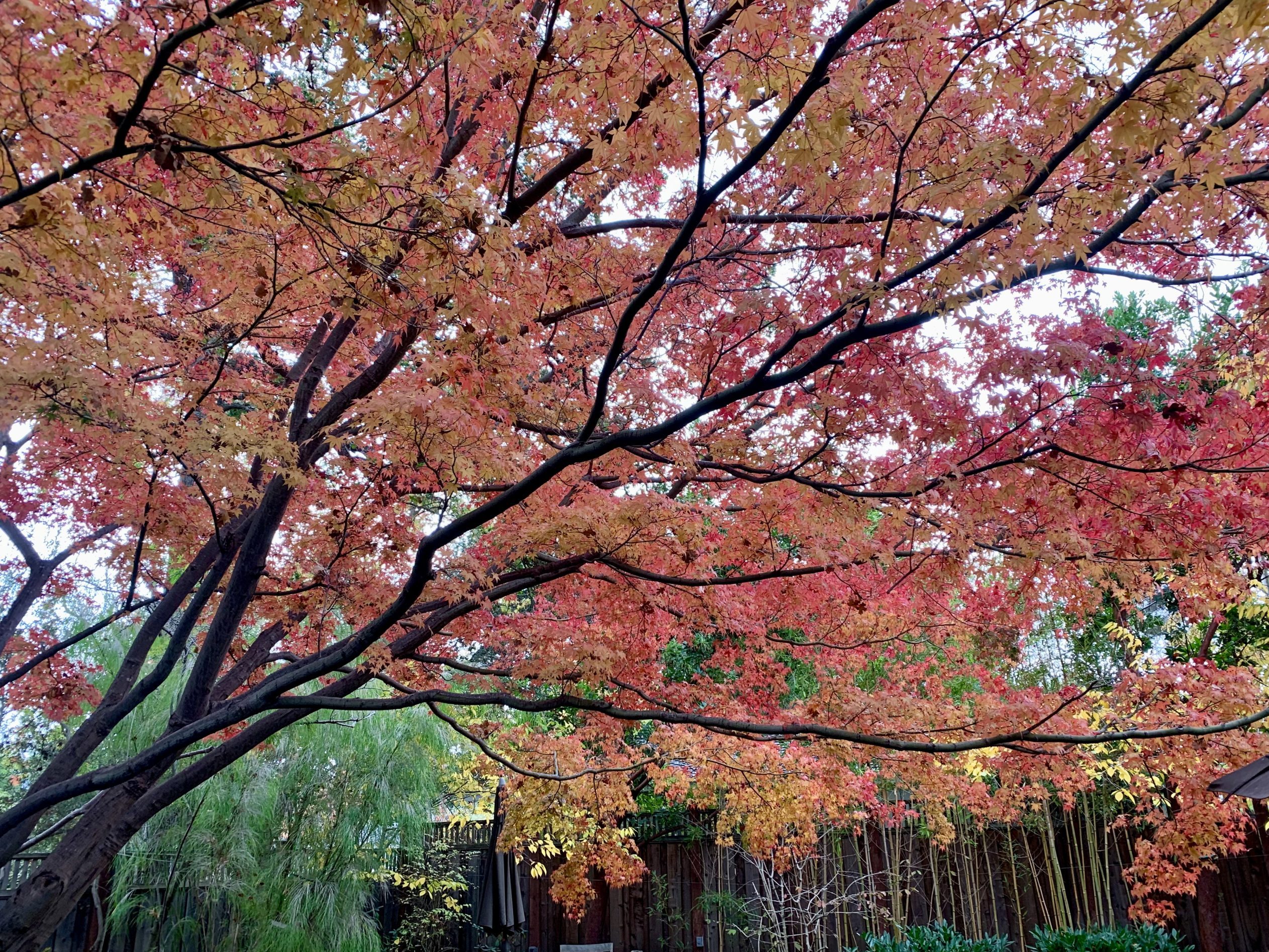Showers and sun take turns today in Menlo Park InMenlo