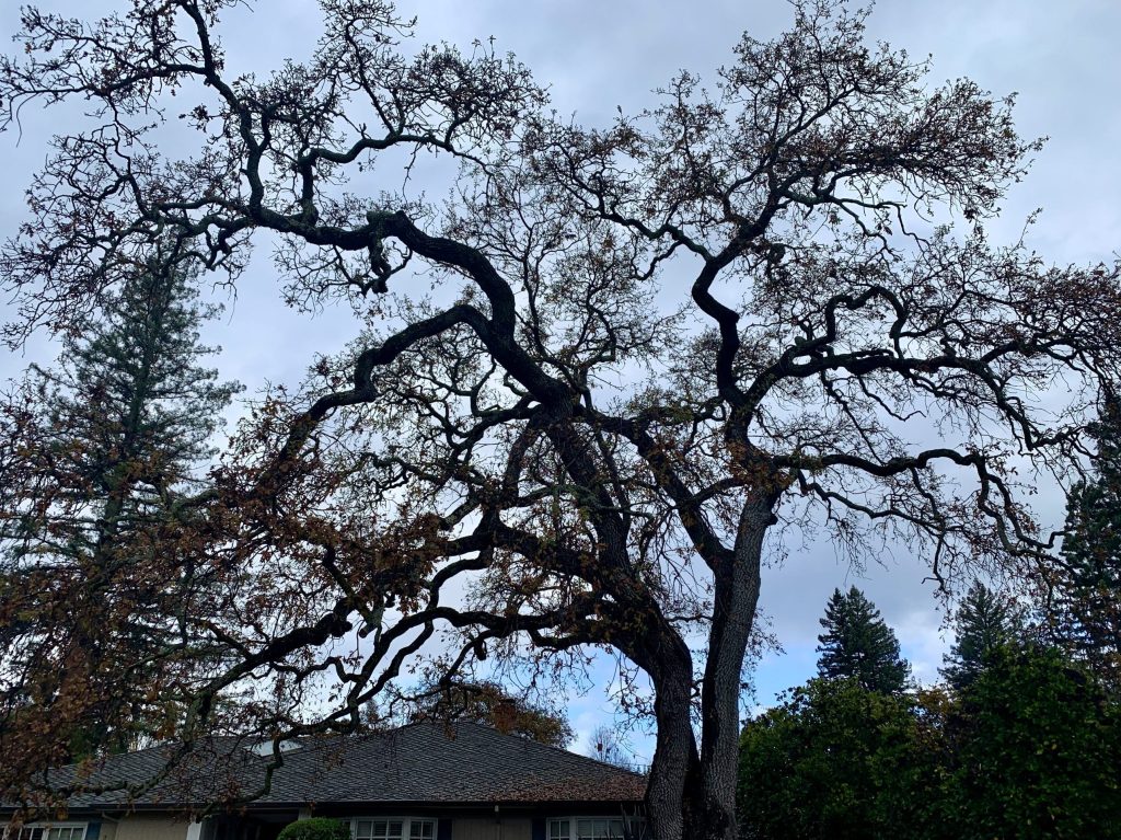 Rain overnight turns to rain throughout the day in Menlo Park