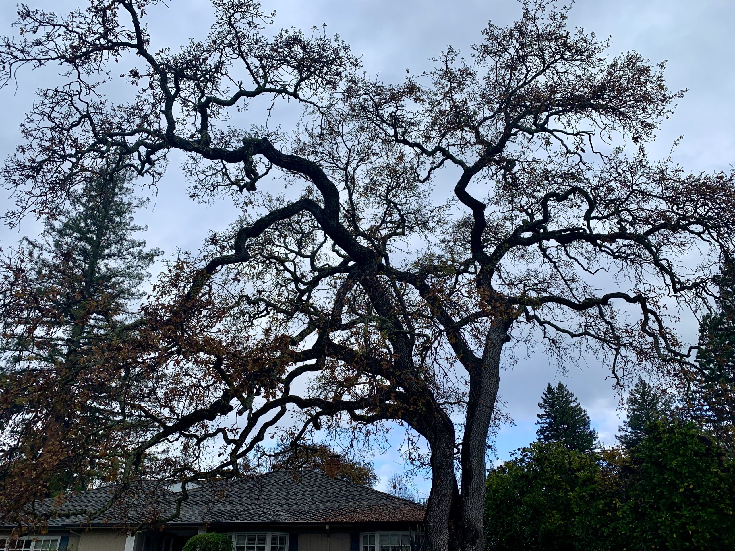 Rain overnight turns to rain throughout the day in Menlo Park InMenlo