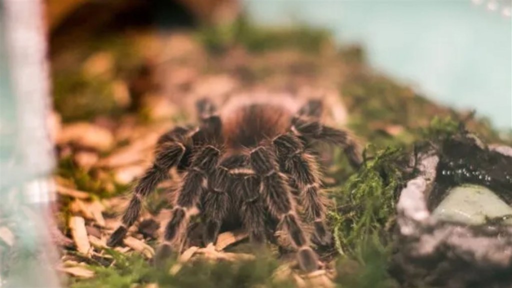 CANCELLED: Teens invited to hang out with bugs on January 27