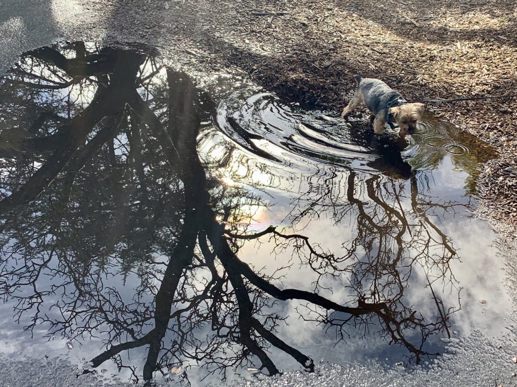 Updated Menlo Park rainfall report from Saturday and overnight