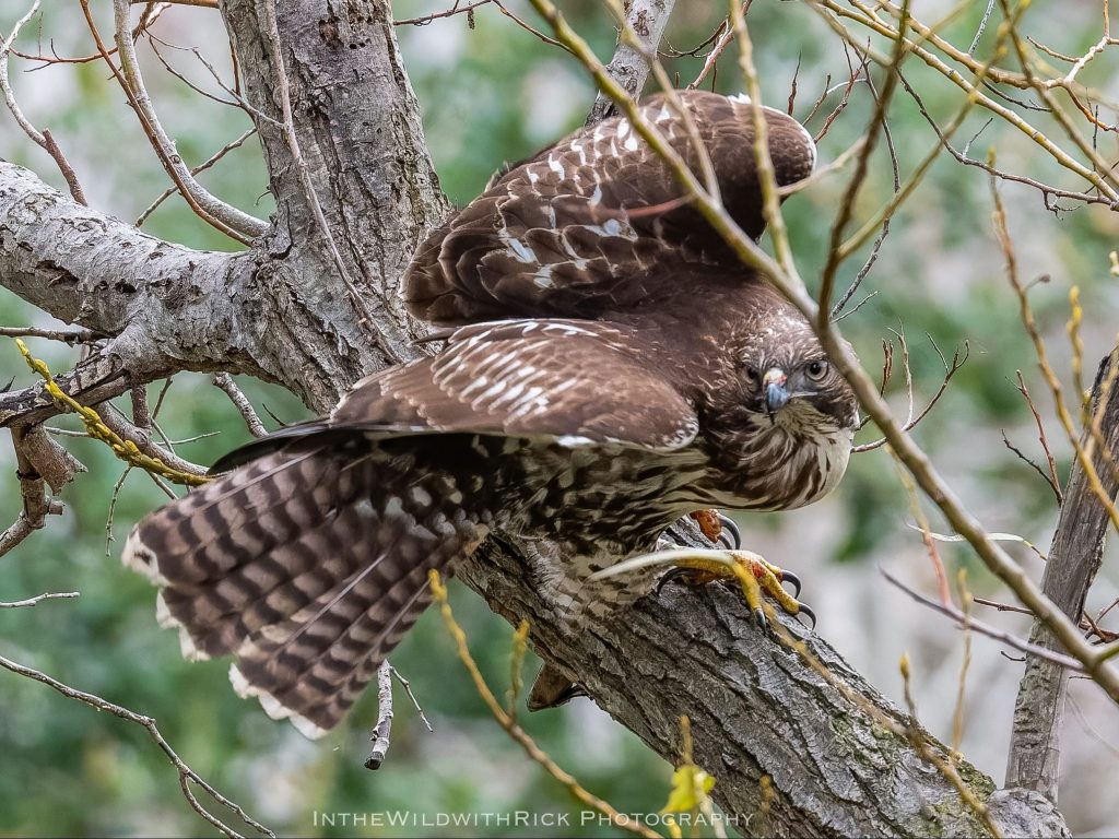 Spotted: Juvenile red-tailed hawk near San Francisquito Creek