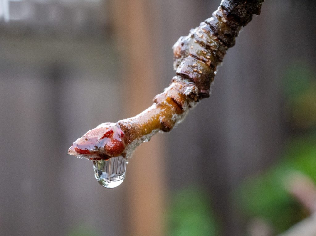 Rain sputtered in Menlo Park on Thursday