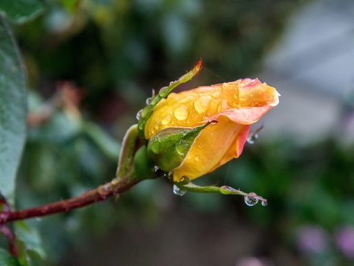 Wet streets — in patches — in Menlo Park this morning