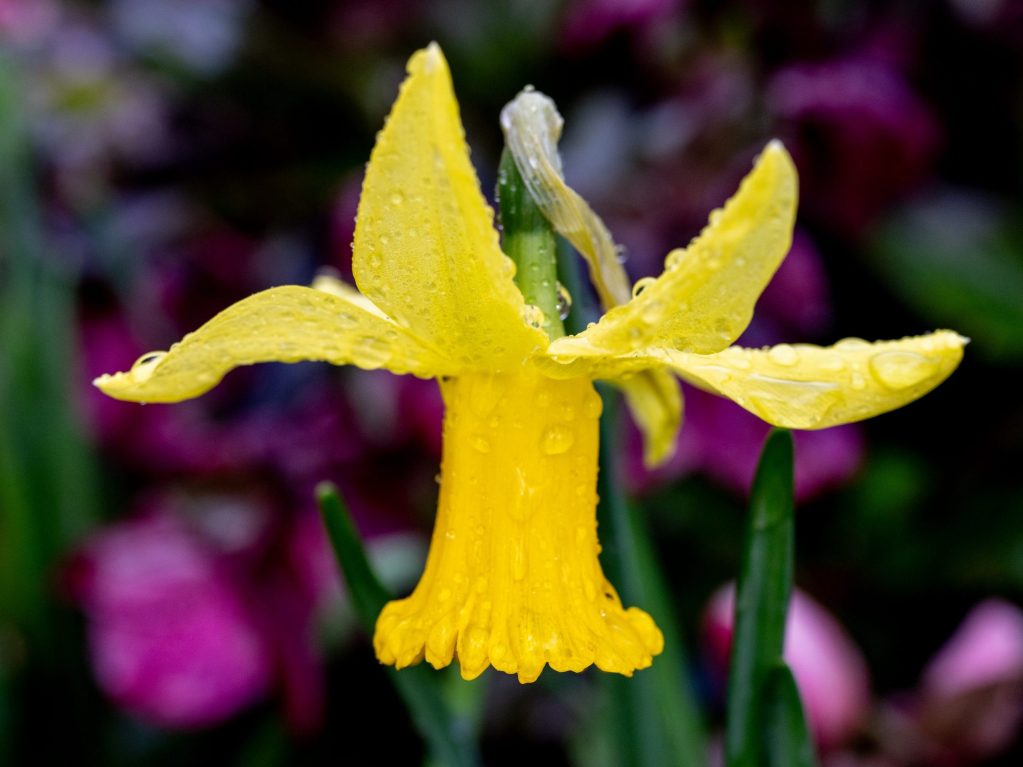 Showers rule the day in Menlo Park today