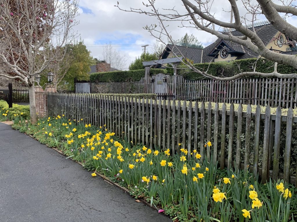 Spotted: Rows and rows of daffodils in Menlo Park